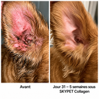 Le Collagène Liquide Premium pour Chiens