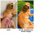 Le Collagène Liquide Premium pour Chiens