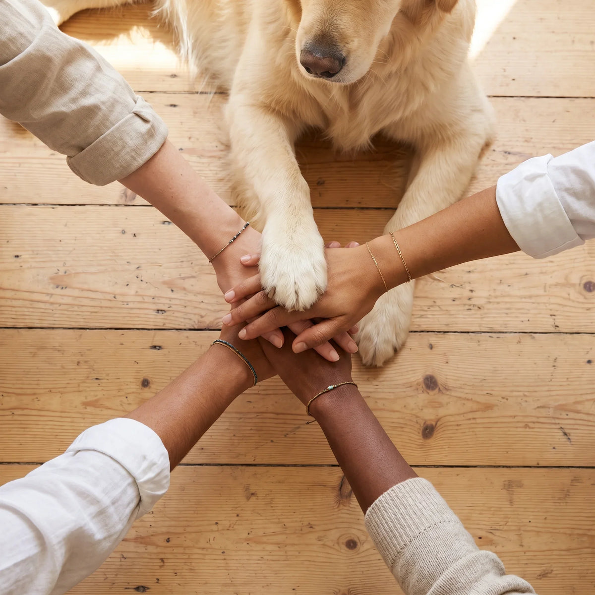 pour les chiens
